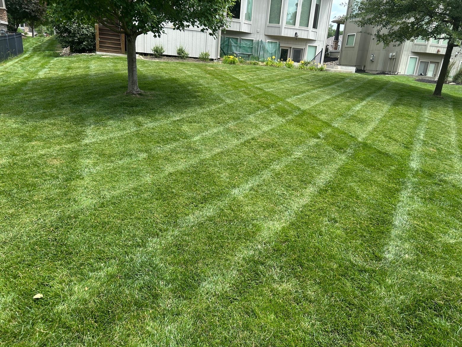 Freshly mowed lawn, photo 5