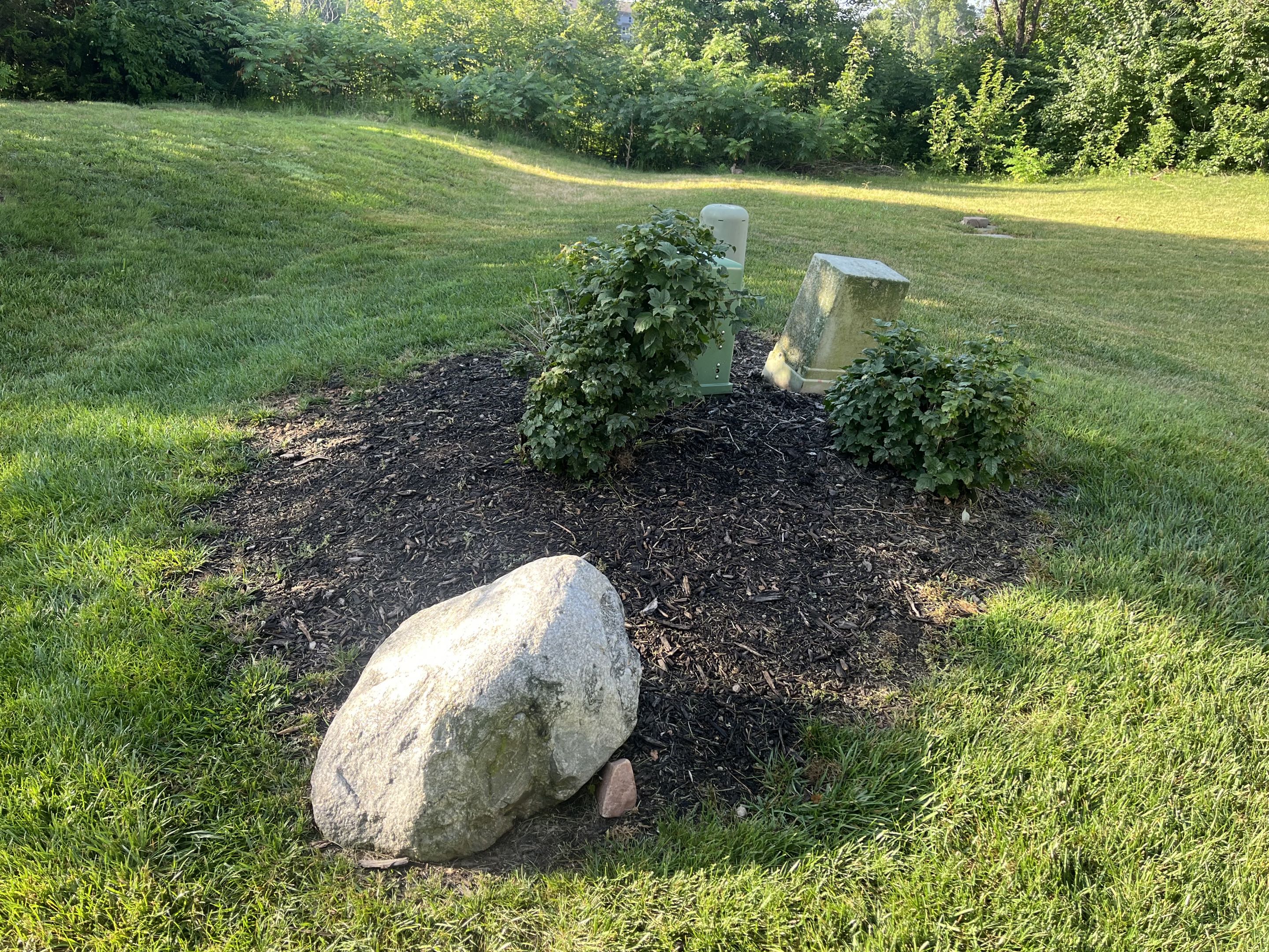 Before mulch, photo 5