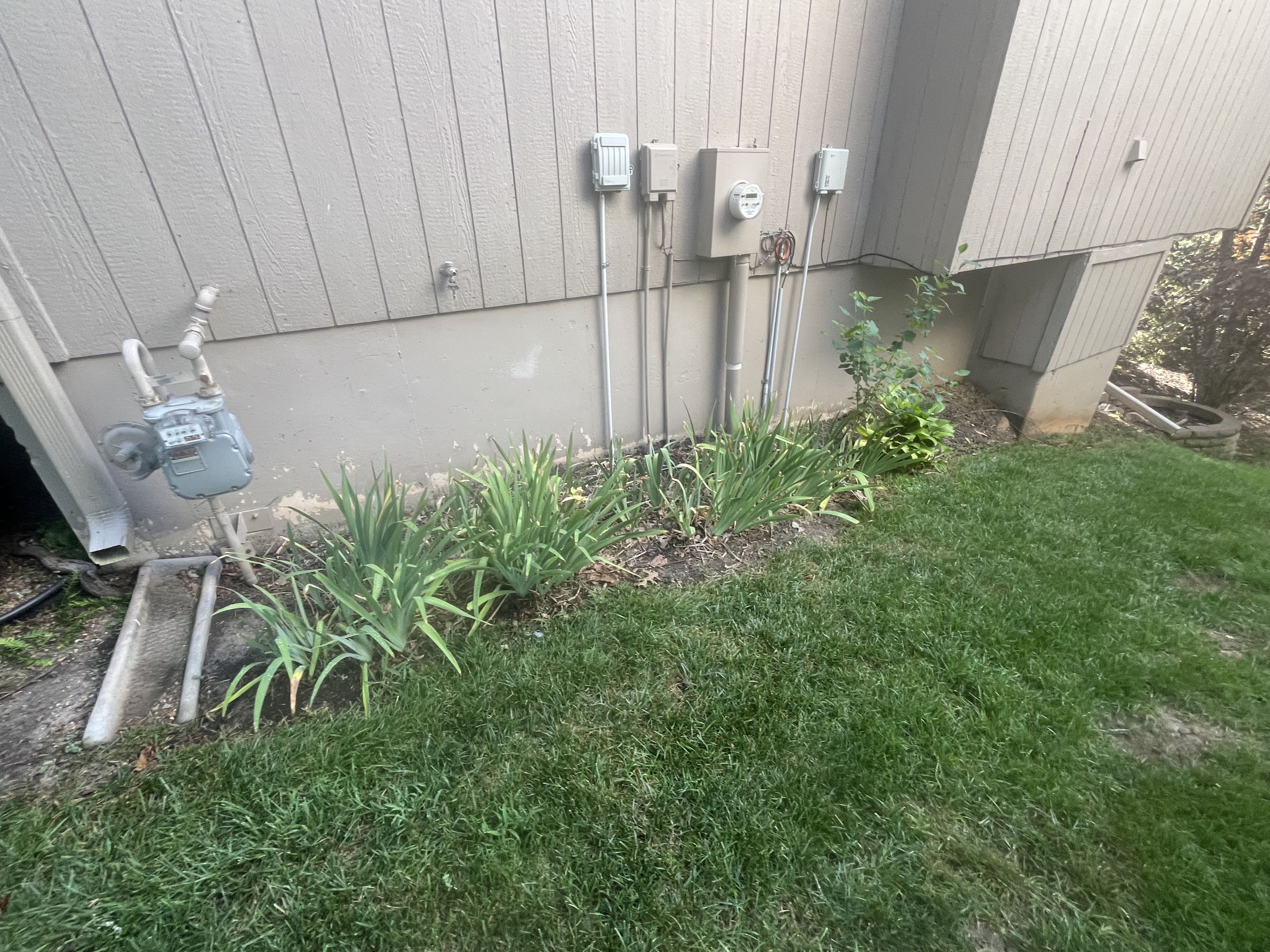 Before mulch, photo 7